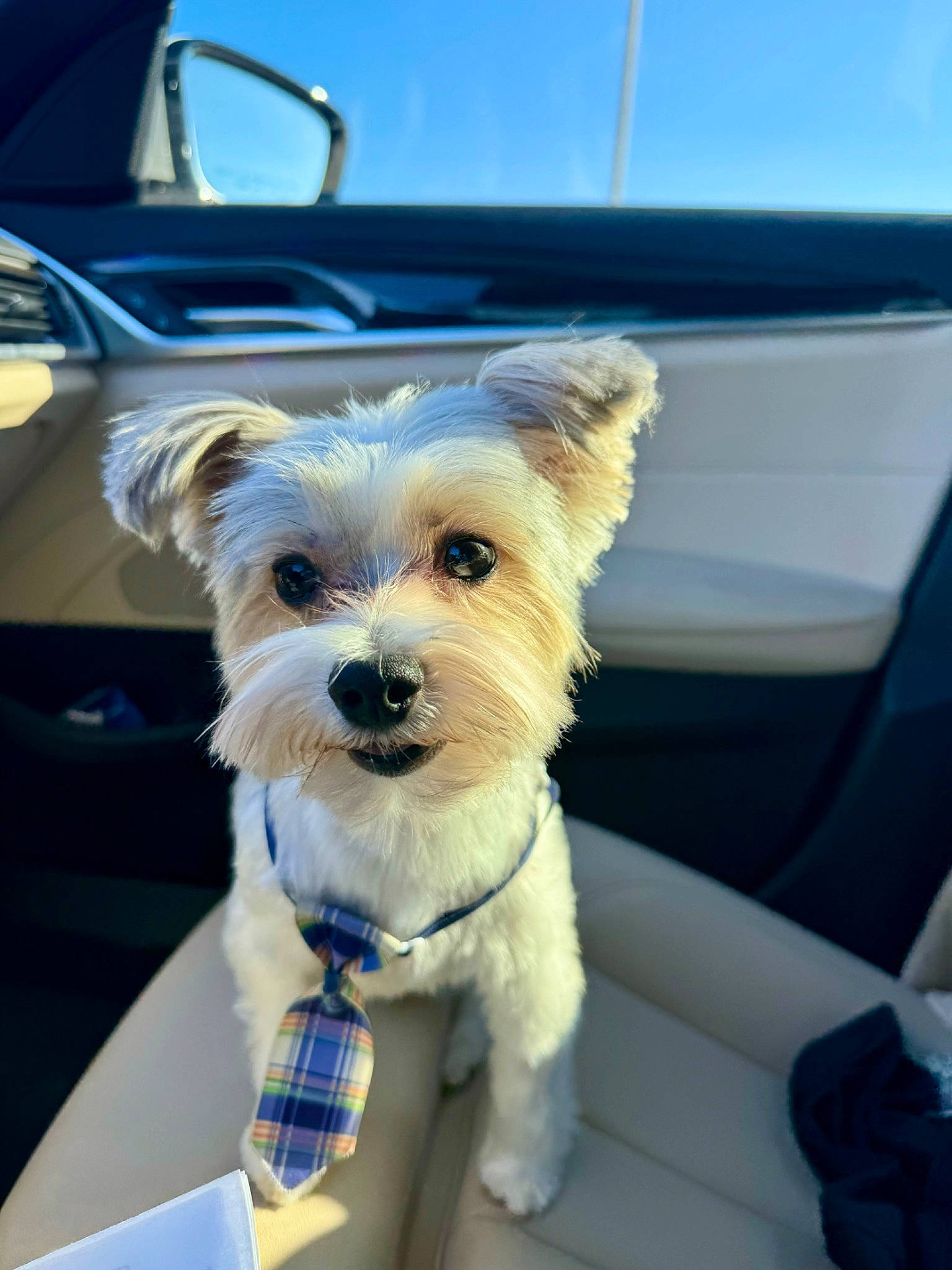 Winston joined the competition — help win amazing prizes! canidae, car, carnivore, collar, companion_dog, dog, dog_breed, dog_clothes, dog_collar, dog_supply, fawn, motor_vehicle, small_terrier, snout, sporting_group, terrier, toy_dog, vehicle, vehicle_door, working_animal