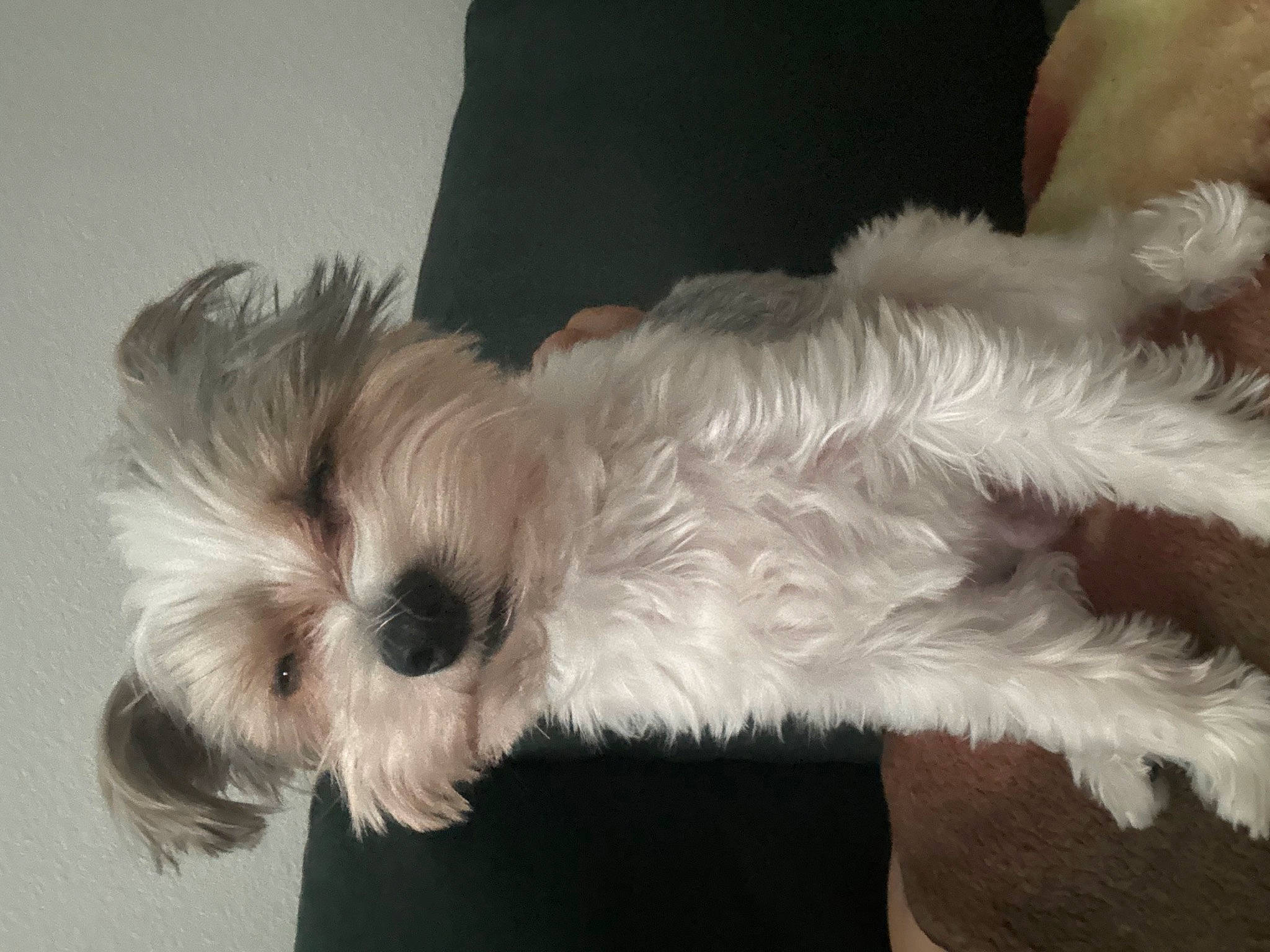 Winston is registered to the contest to win money with this photo: canidae, carnivore, companion_dog, dog, dog_breed, dog_supply, fashion_accessory, fur, hair, head, liver, maltepoo, small_terrier, snout, sporting_group, tail, terrier, toy_dog, whiskers, working_animal