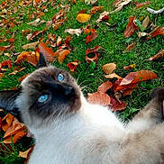 Mrbeans is registered to the contest to win money with this photo: cat, siamese_cat, blue_eyes, grass, autumn_leaves, fall, outdoor, nature, pet, animal, feline, leaf_litter, close_up, relaxing, fur, whiskers, playing, colorful, seasonal, cute