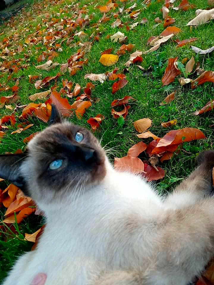 Mrbeans is registered to the contest to win money with this photo: cat, siamese_cat, blue_eyes, grass, autumn_leaves, fall, outdoor, nature, pet, animal, feline, leaf_litter, close_up, relaxing, fur, whiskers, playing, colorful, seasonal, cute