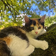 Ivy is registered to the contest to win money with this photo: kitten, calico, cat, moss, tree, branch, outdoor, nature, greenery, fur, animal, pet, young, cute, curious, closeup, bokeh, sunlight, eyes, whiskers
