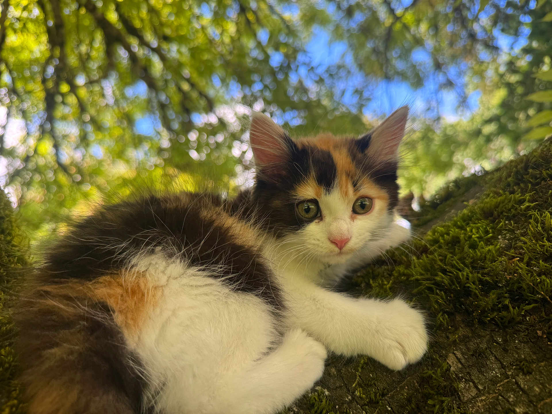 Ivy is registered to the contest to win money with this photo: kitten, calico, cat, moss, tree, branch, outdoor, nature, greenery, fur, animal, pet, young, cute, curious, closeup, bokeh, sunlight, eyes, whiskers