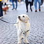 dog, white_dog, leash, cobblestone, street, outdoor, pet, animal, walking, urban, people, blurred_background, canine, fur, standing, side_view, daytime, pavement, city, companion