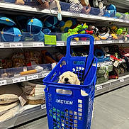 Gon participe au concours pour gagner de l'argent avec cette photo : dog, shopping_basket, pet_store, pet_toys, blue, floor, shelves, stuffed_animals, plush_toys, dog_leash, dog_basket, relaxed, white_dog, store_aisle, shopping_cart, pet_accessories, indoor, retail, pets, animal