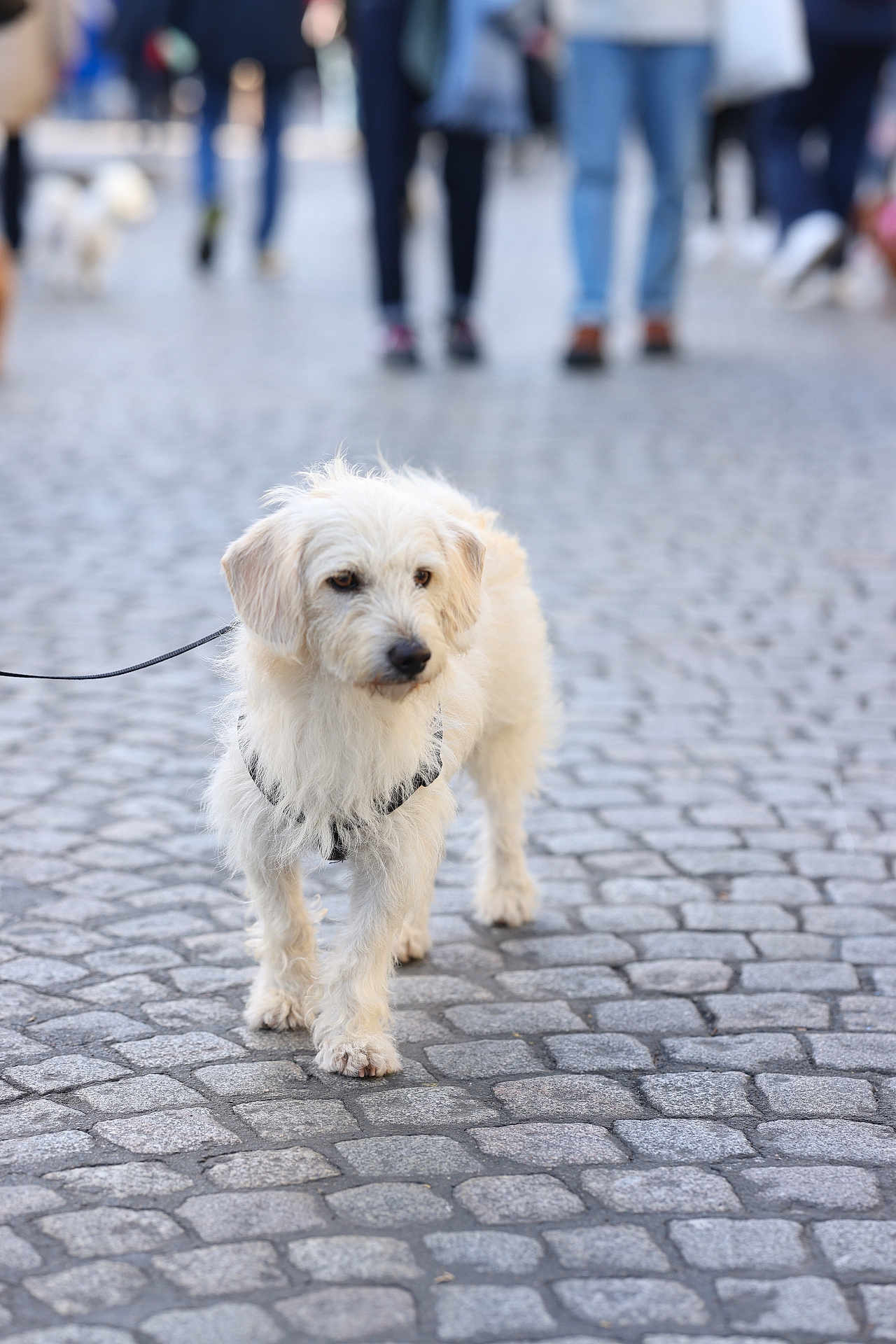 Gon participe au concours pour gagner de l'argent avec cette photo : dog, white_dog, leash, cobblestone, street, walking, outdoor, pet, animal, canine, fur, side_view, urban, pavement, daytime, blurred_background, people, legs, shoes, casual