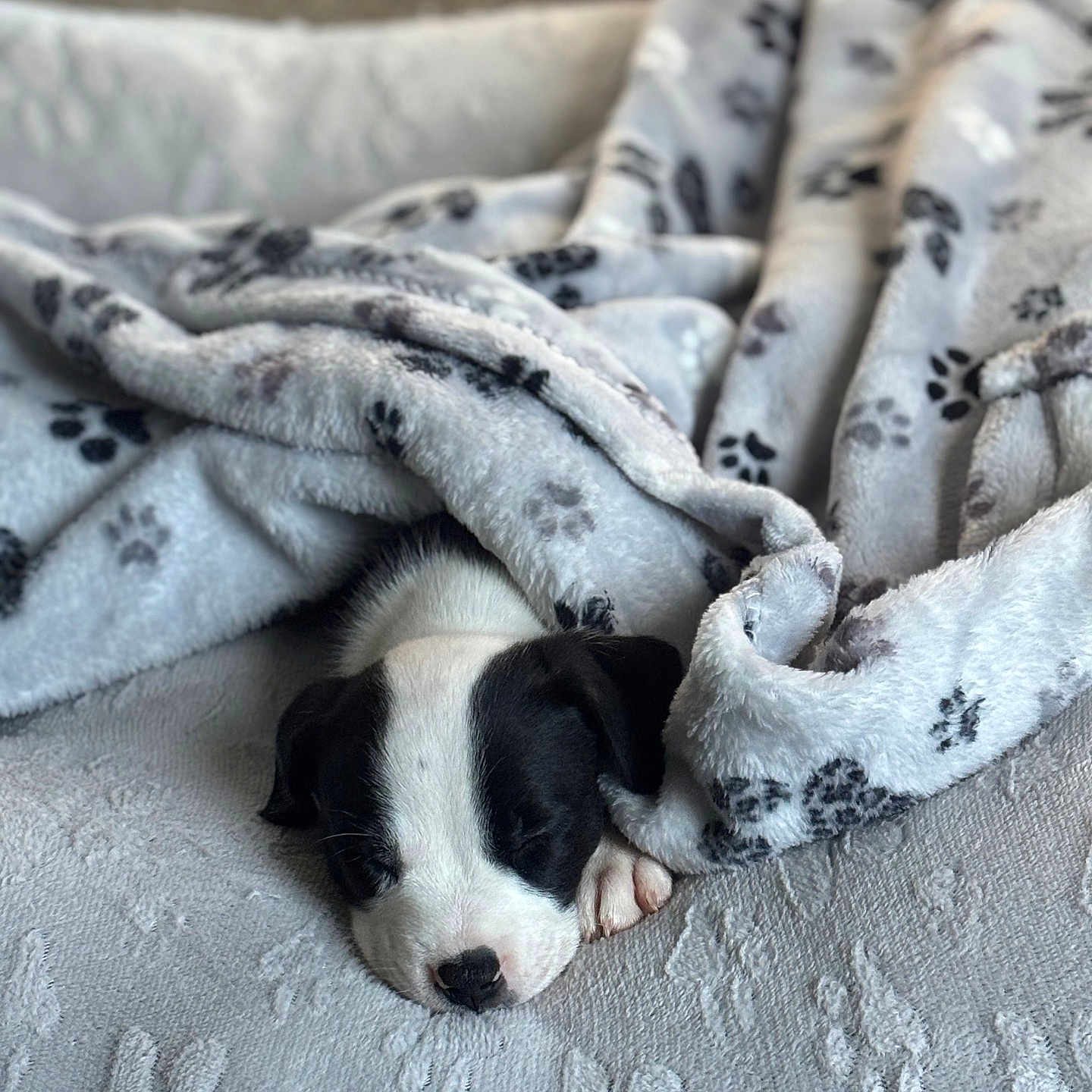 Milo joined the competition — help win amazing prizes! animal, bed, black_and_white, blanket, closeup, comfort, cozy, cute, dog, fur, indoors, nap, paw_prints, peaceful, pet, puppy, resting, sleeping, soft_texture, young