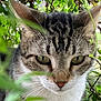 Frijole is registered to the contest to win money with this photo: animal, cat, close_up, curious, ears, eyes, face, feline, fur, greenery, leaves, mammal, nature, outdoor, pet, plant, portrait, tabby, whiskers, wildlife