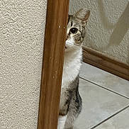 Frijole is registered to the contest to win money with this photo: animal, cat, corner, curious, cute, door_frame, ear, fur, hidden, indoor, one_eye, peeking, pet, playful, shadow, tabby, tile_floor, wall, whiskers, wood