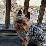 Zoi joined the competition — help win amazing prizes! dog, small_dog, porch, wooden_floor, wooden_railing, outdoor, pet, curious, fluffy, silky_coat, ears_up, leash, brown, gray, black, animal, companion, cute, sitting, daylight