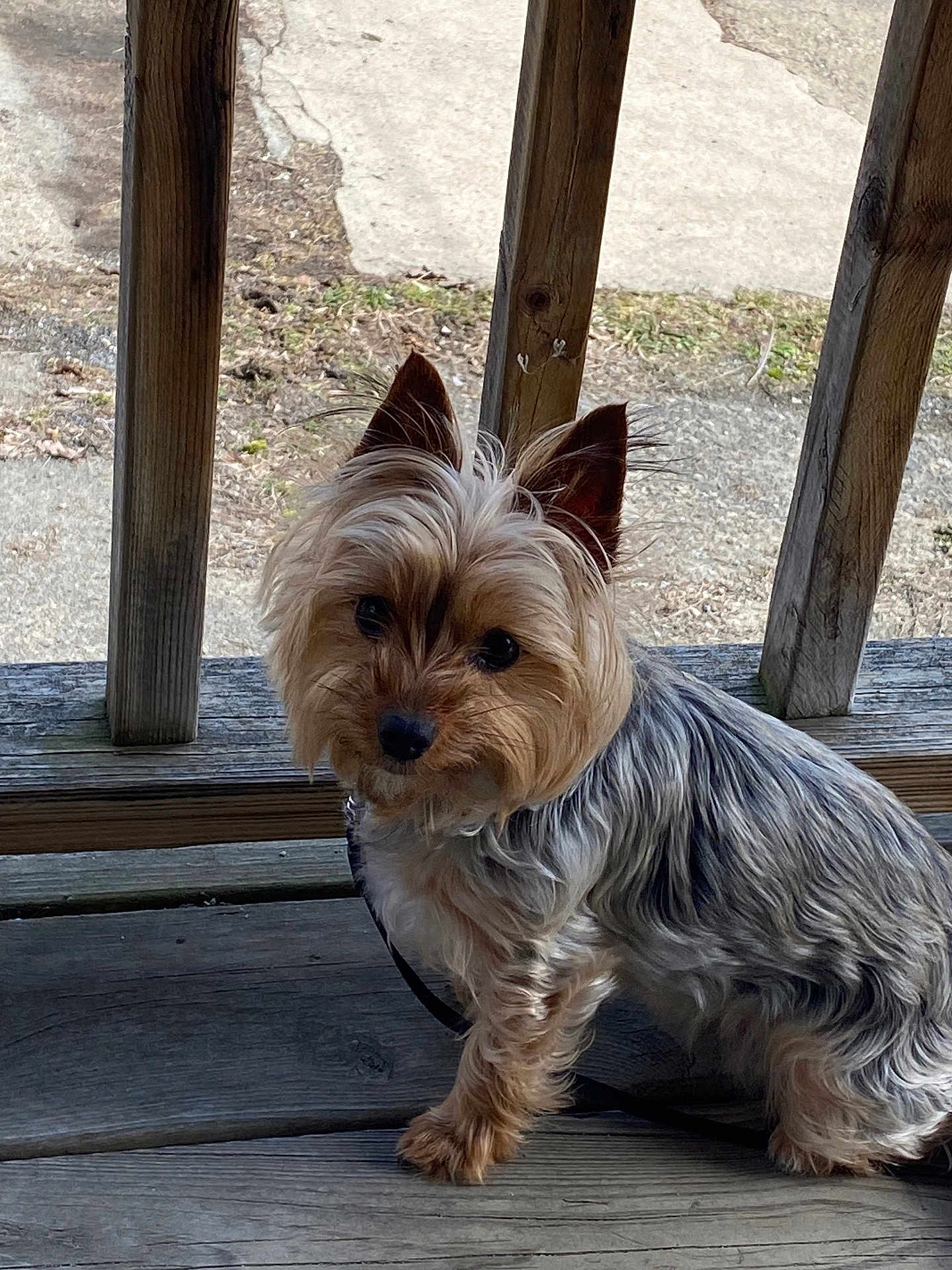 Zoi joined the competition — help win amazing prizes! dog, small_dog, porch, wooden_floor, wooden_railing, outdoor, pet, curious, fluffy, silky_coat, ears_up, leash, brown, gray, black, animal, companion, cute, sitting, daylight