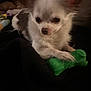 Deliaha is registered to the contest to win money with this photo: dog, chihuahua, toy, green_toy, pet, small_dog, white_fur, black_fur, animal, cute, indoor, resting, paw, face, ears, closeup, blanket, cozy, fur, companion