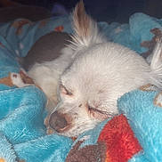 Deliaha joined the competition — help win amazing prizes! dog, chihuahua, sleeping, blanket, cozy, close_up, pet, animal, indoor, cute, resting, fur, small_dog, face, ears, nose, soft_texture, comfort, relaxation, home