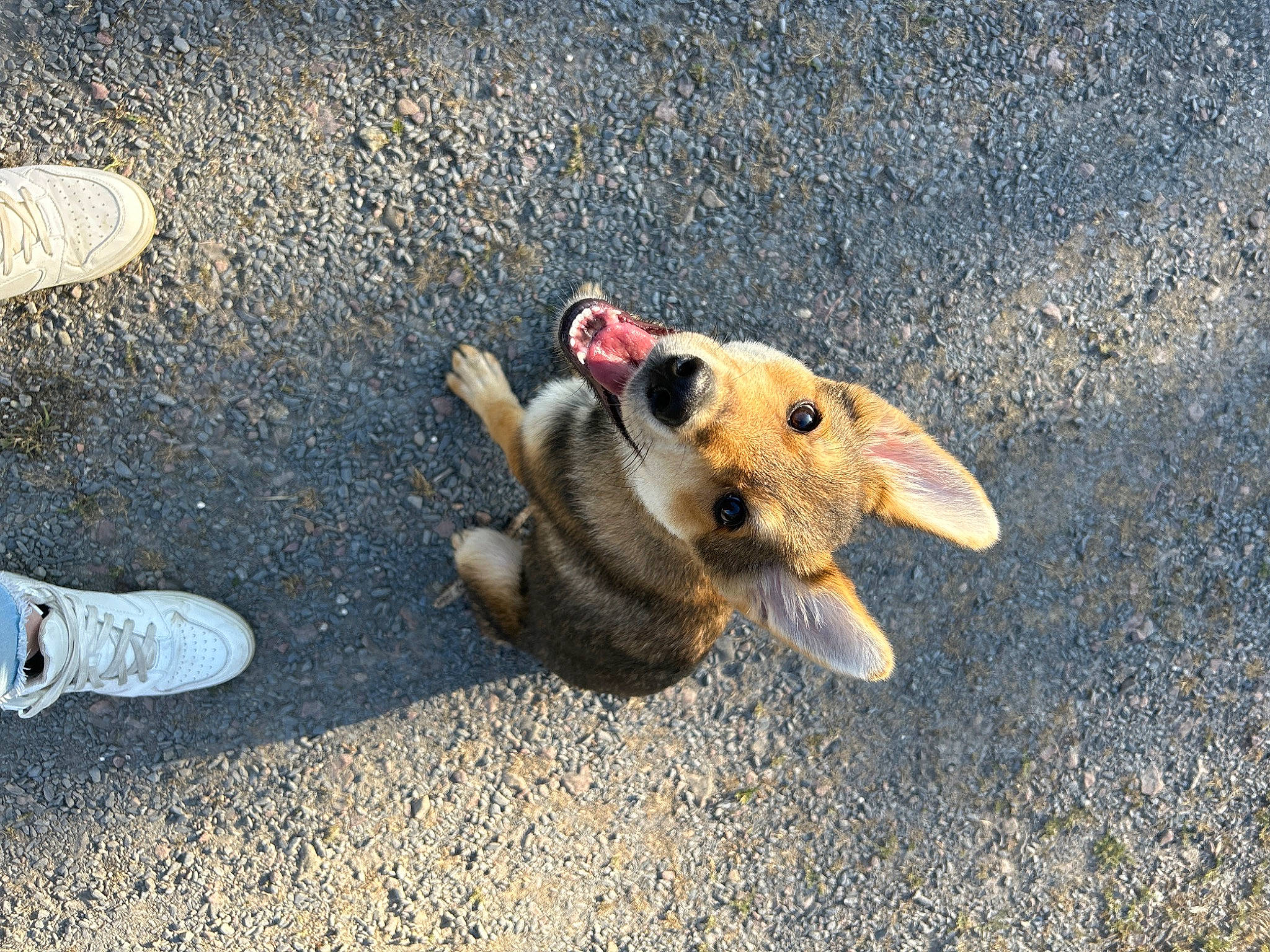 Maléfique participe au concours pour gagner de l'argent avec cette photo : asphalt, canidae, carnivore, companion_dog, dog, dog_breed, fawn, fur, grass, leash, paw, road, road_surface, snout, soil, sporting_group, stuffed_toy, tail, toy, wood