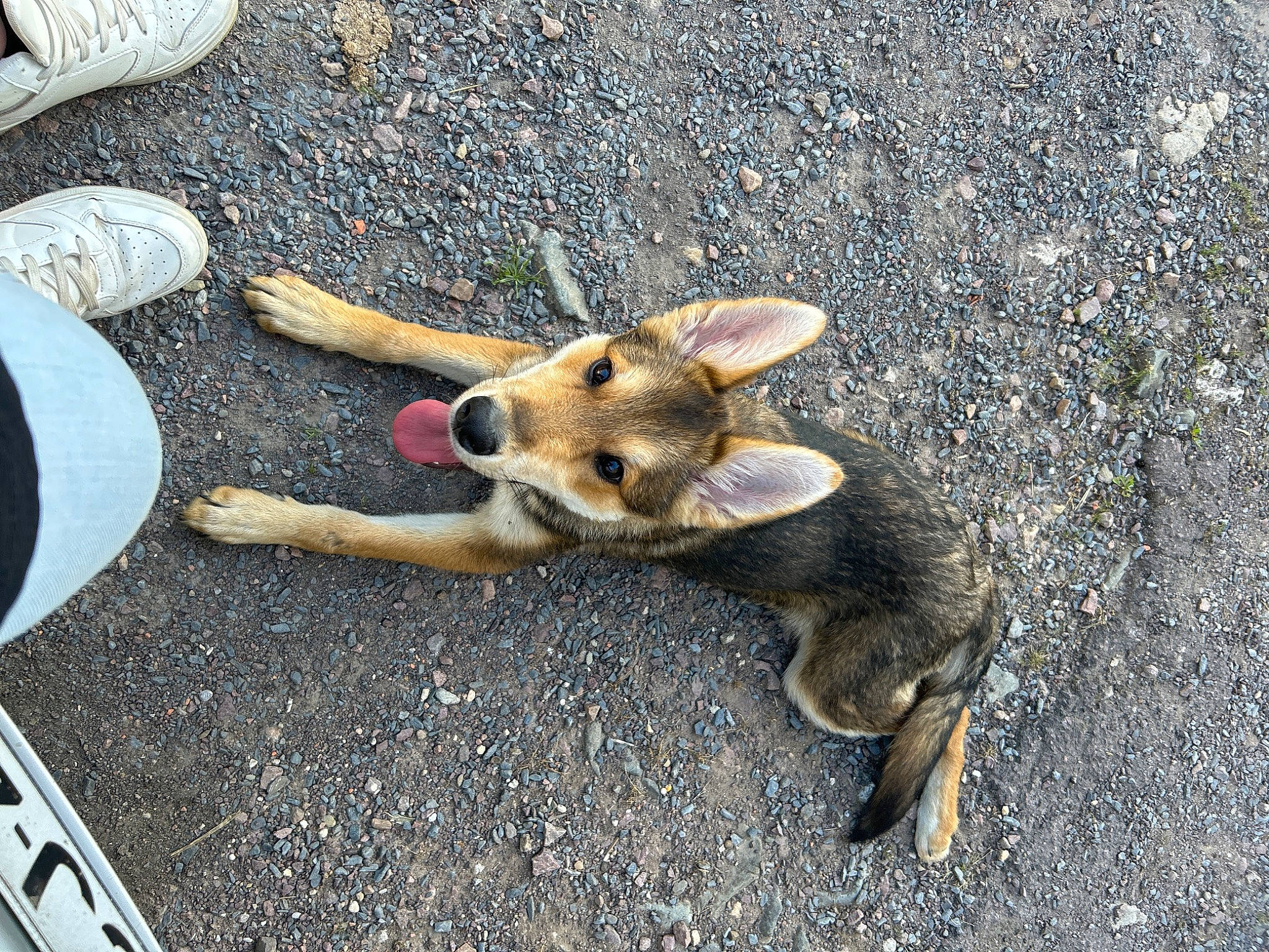 Maléfique a rejoint le concours — aidez-le/la à gagner de superbes lots ! asphalt, canidae, carnivore, companion_dog, dog, dog_breed, fawn, fur, german_shepherd_dog, grass, paw, road_surface, soil, sporting_group, street_dog, tail, terrestrial_animal, wood, working_animal