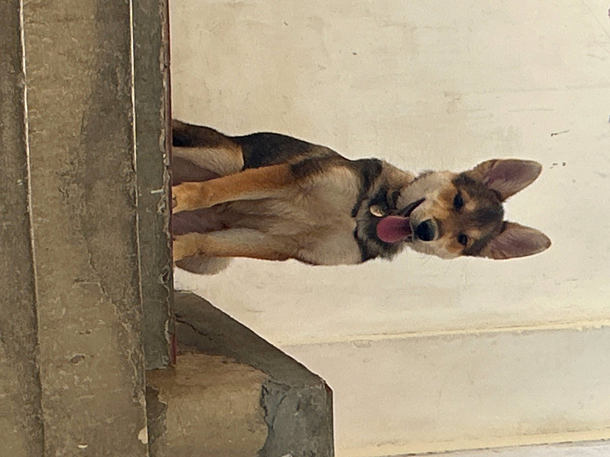 Maléfique a rejoint le concours — aidez-le/la à gagner de superbes lots ! art, beige, canidae, carnivore, companion_dog, dog, dog_breed, drawing, fawn, paint, painting, rectangle, religious_item, snout, sporting_group, tints_and_shades, visual_arts, watercolor_paint, wood, working_animal