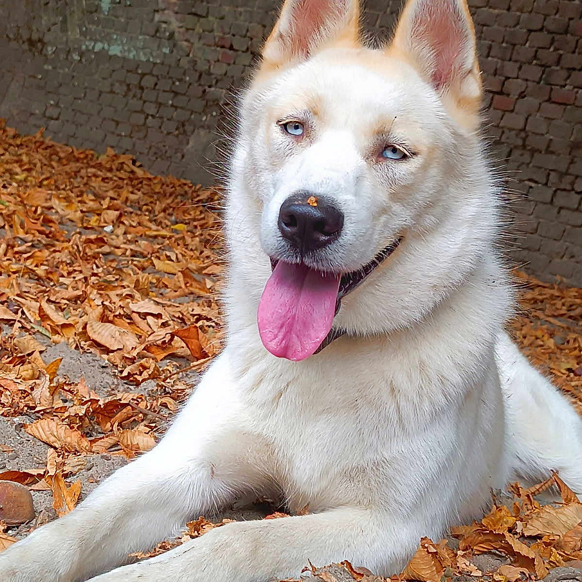 Lucky participe au concours pour gagner de l'argent avec cette photo : animal, autumn_leaves, blue_eyes, brick_wall, canine, closeup, dog, ears, fall, fur, happy, leaves, nature, outdoor, pet, resting, snout, tongue, tongue_out, white_dog