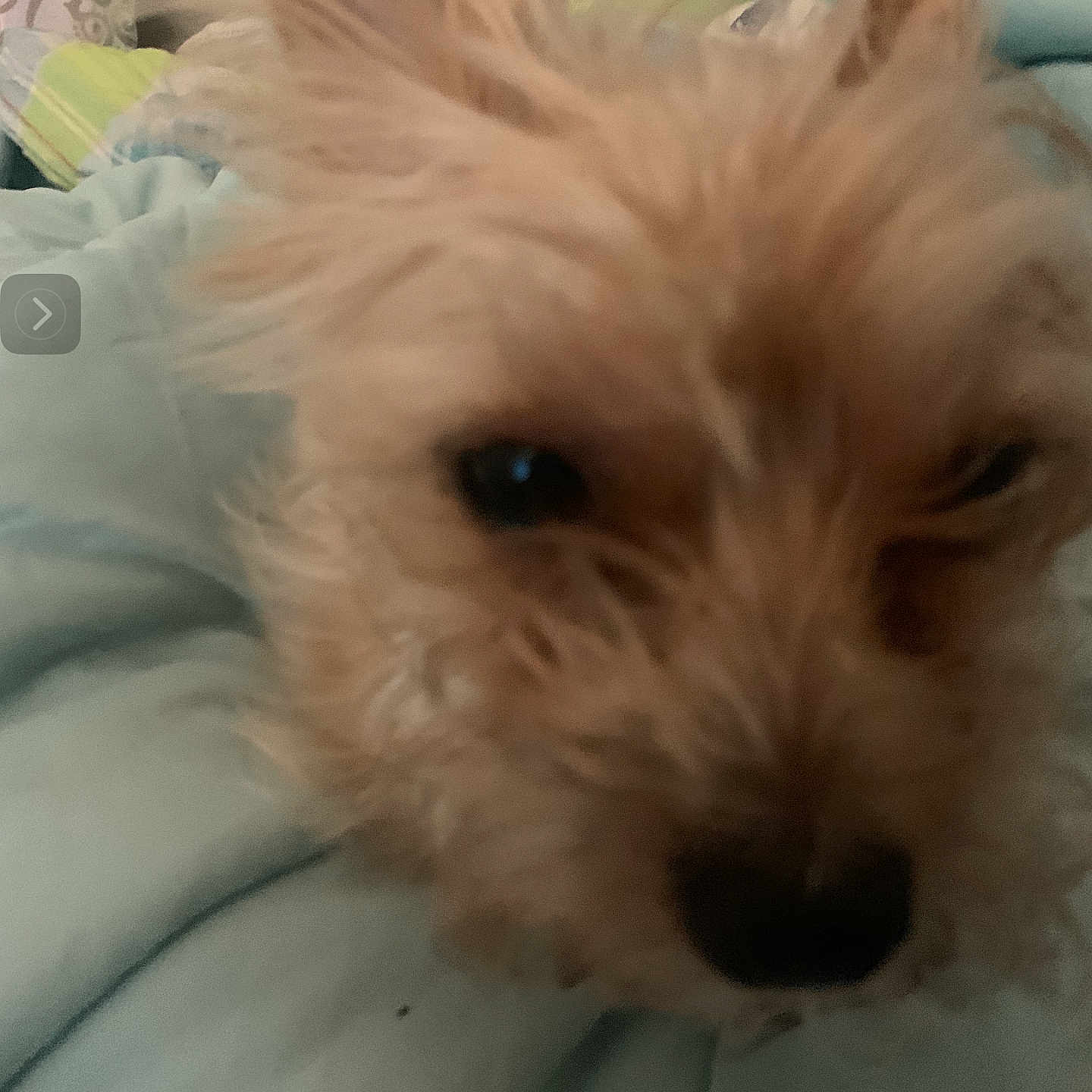 Seinory joined the competition — help win amazing prizes! airedale, animal, bed, bedroom, canine, cockerspaniel, couch, dog, eskimodog, furniture, homedecor, hound, indoors, linen, pet, poodle, puppy, room, terrier, whitedog