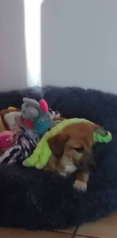 Sya a rejoint le concours — aidez-le/la à gagner de superbes lots ! canidae, carnivore, comfort, companion_dog, dog, dog_breed, dog_supply, fawn, flooring, fur, pet_supply, plush, snout, sporting_group, tail, teddy_bear, toy, working_animal