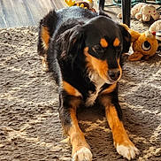 Ava joined the competition — help win amazing prizes! animal, black_and_tan, brown, carpet, cozy, cute, dog, floor, furniture_leg, home, indoor, laying_down, pet, plush_toys, relaxed, shadow, sunlight, toy, white_paw, wood_floor