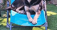 Paillette a rejoint le concours — aidez-le/la à gagner de superbes lots ! dog, chair, outdoor, garden, grass, sunlight, pet, relaxed, blue_chair, fence, wood, nature, animal, resting, canine, leisure, daylight, backyard, summer, comfort