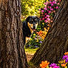 dog, tree_trunk, flowers, garden, nature, outdoor, greenery, colorful, pet, animal, playful, curious, bark, flora, summer, sunlight, leaf, park, canine, scenery