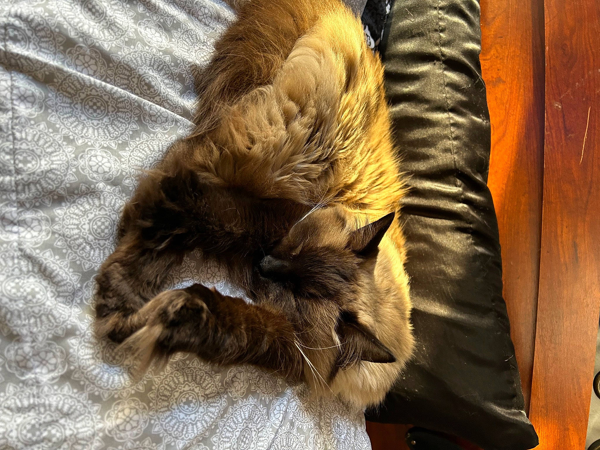 Miloh is registered to the contest to win money with this photo: carnivore, cat, cat_supply, claw, comfort, domestic_short_haired_cat, fawn, felidae, fur, human_leg, linens, paw, small_to_medium_sized_cats, tail, terrestrial_animal, whiskers, wood