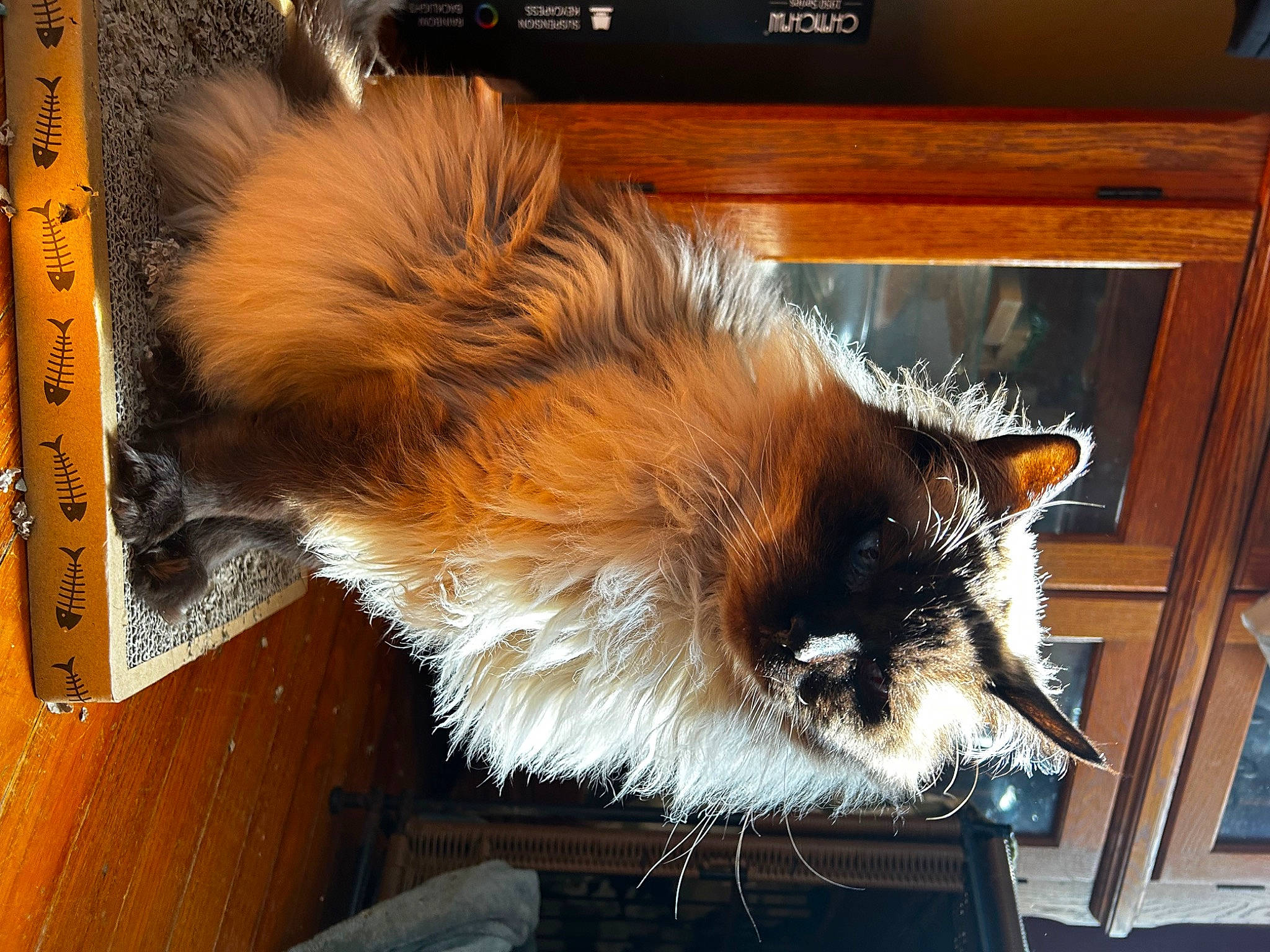 Miloh is registered to the contest to win money with this photo: box, canidae, carnivore, cat, claw, companion_dog, dog_breed, fawn, felidae, fur, hardwood, liver, paw, small_to_medium_sized_cats, snout, tail, terrestrial_animal, whiskers, window, wood