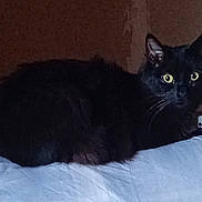 Vador a rejoint le concours — aidez-le/la à gagner de superbes lots ! cat, black_cat, animal, pet, feline, indoor, yellow_eyes, fur, whiskers, sitting, looking, dark_background, shadow, close_up, mammal, alert, domestic_animal, cute, quiet, resting