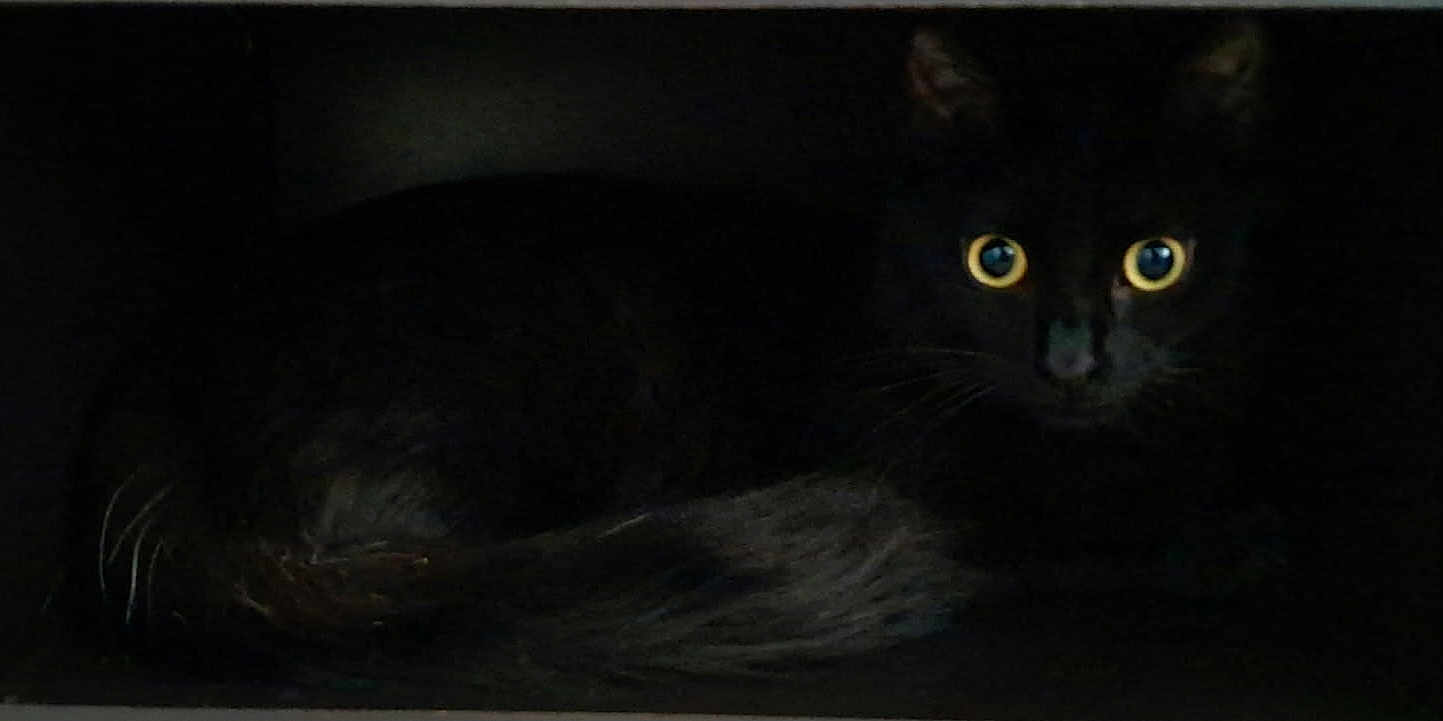 Vador a rejoint le concours — aidez-le/la à gagner de superbes lots ! black_cat, cat, animal, pet, dark, shadow, yellow_eyes, feline, whiskers, tail, indoor, quiet, mysterious, nocturnal, hidden, closeup, portrait, eye_contact, black_fur, sitting