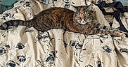 Clover joined the competition — help win amazing prizes! animal, bed, bedding, blanket, cat, comfort, cozy, feline, floral_pattern, fur, green_eyes, home, indoor, pet, relaxed, resting, room, sleepy, stretching, tabby