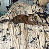 Clover joined the competition — help win amazing prizes! cat, tabby, bed, bedding, blanket, floral_pattern, indoor, feline, resting, relaxed, green_eyes, stretching, comfort, home, sleepy, fur, animal, pet, cozy, room