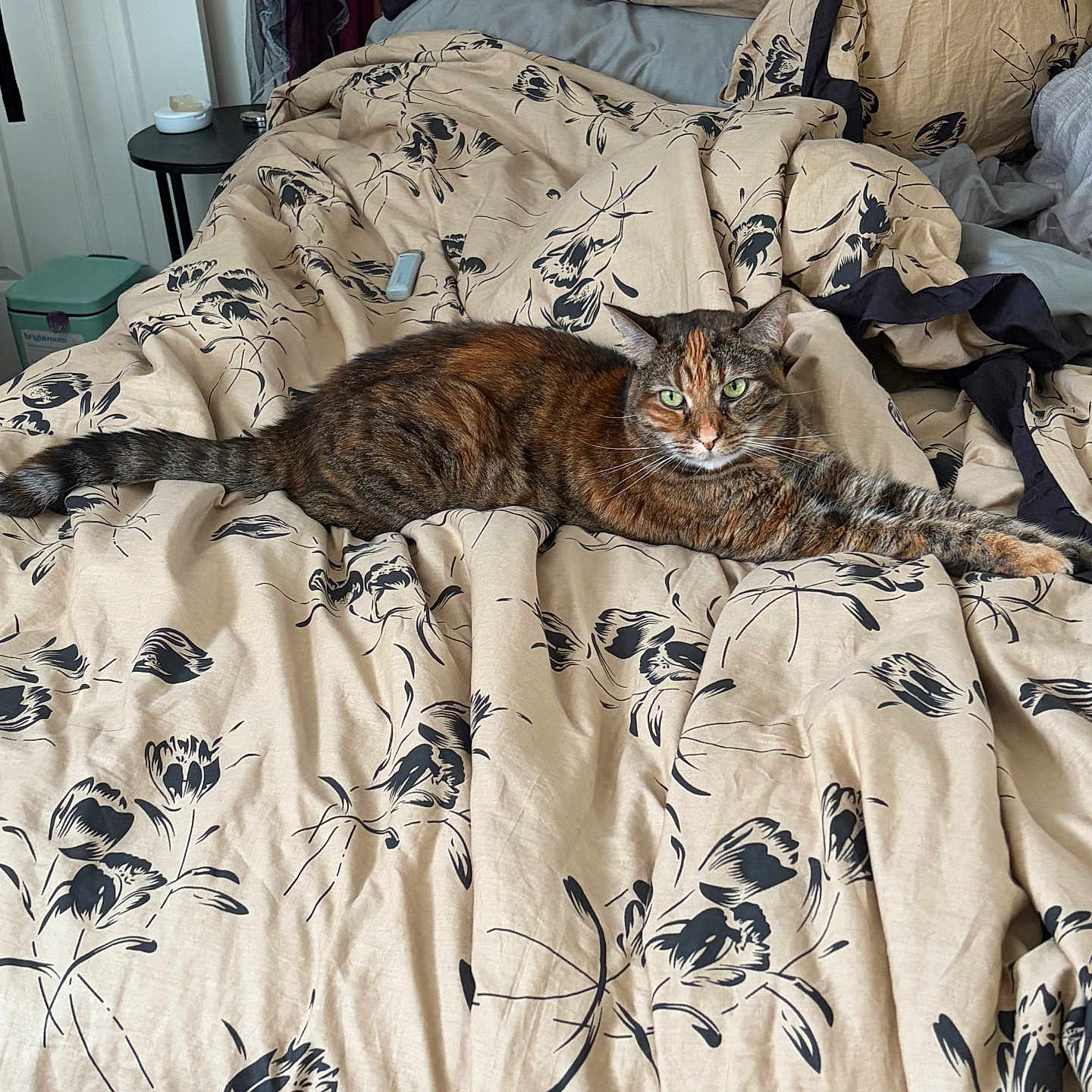 Clover joined the competition — help win amazing prizes! cat, tabby, bed, bedding, blanket, floral_pattern, indoor, feline, resting, relaxed, green_eyes, stretching, comfort, home, sleepy, fur, animal, pet, cozy, room