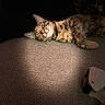 Clover is registered to the contest to win money with this photo: cat, tabby, sleeping, spotlight, indoor, pet, feline, relaxed, cozy, texture, animal, whiskers, ears, paw, resting, closeup, quiet, peaceful, domestic, fur
