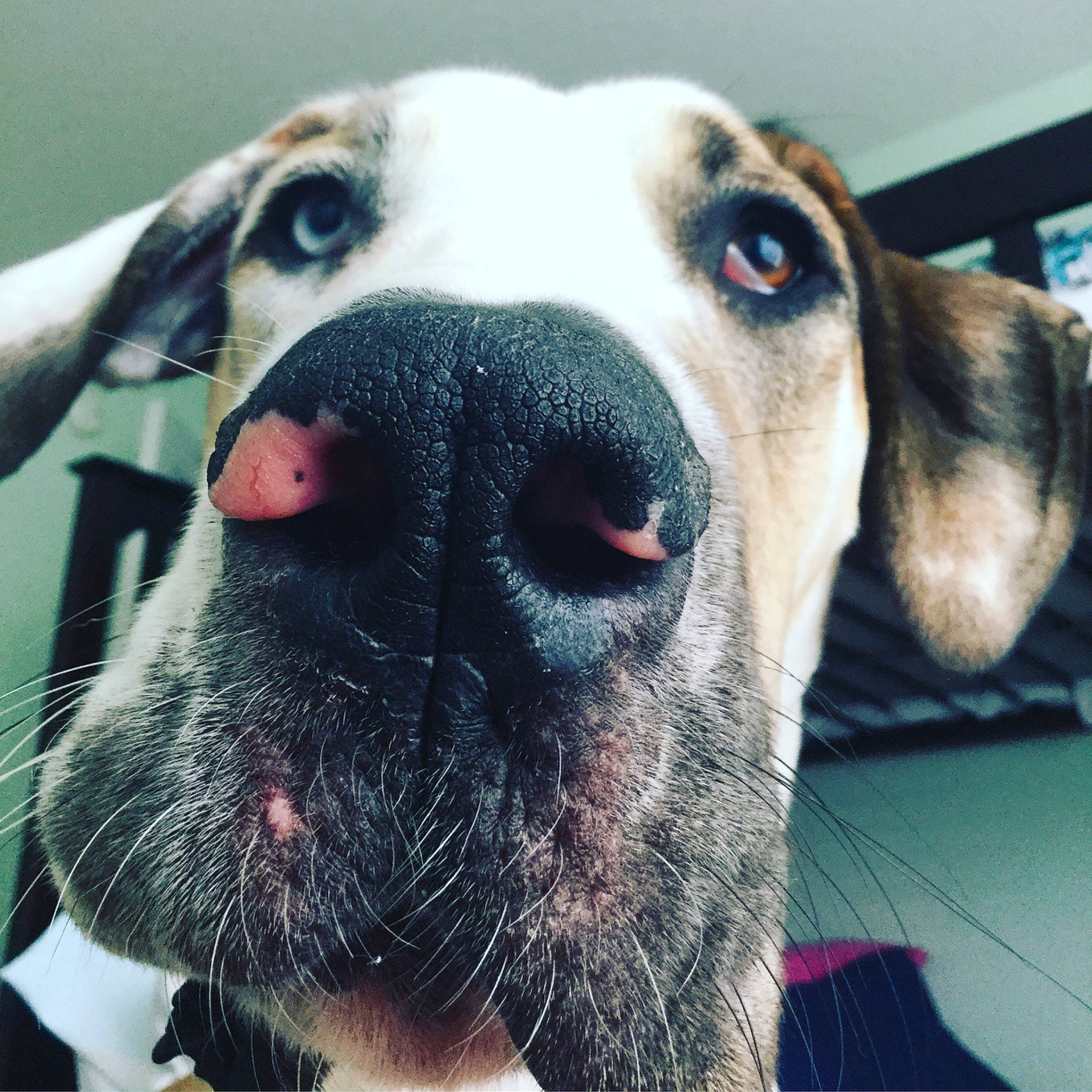 Fenway joined the competition — help win amazing prizes! canidae, carnivore, close_up, dog, dog_breed, ear, eye, face, great_dane, head, hunting_dog, jaw, mammal, nose, photography, pointer, selfie, snout, sporting_group, whiskers