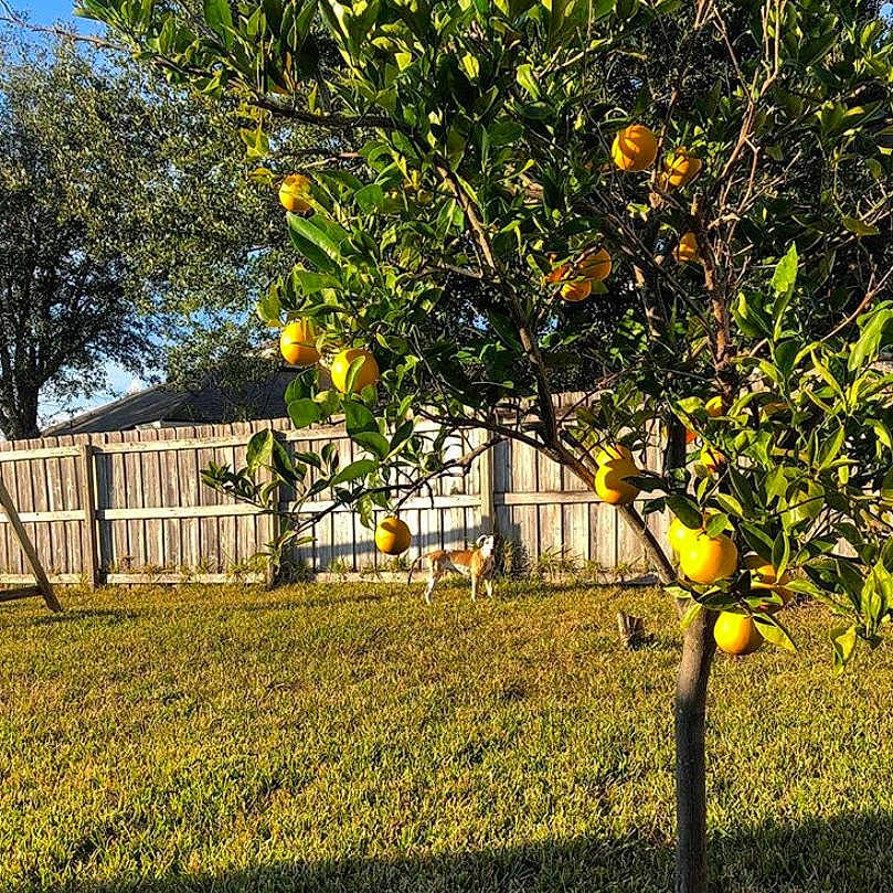 Fenway is registered to the contest to win money with this photo: bitter_orange, branch, citrus, fruit, fruit_tree, grass, house, lawn, lemon, mandarin_orange, meyer_lemon, orange, plant, real_estate, spring, tree, valencia_orange, vegetarian_food, woody_plant, yellow