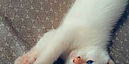 Aspen is registered to the contest to win money with this photo: kitten, cat, white_fur, blue_eyes, stretching, paw, ears, blanket, pet, animal, cute, feline, indoor, relaxed, young, fur, whiskers, lying_down, cozy, sleepy