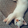 kitten, cat, white_fur, blue_eyes, stretching, paw, ears, blanket, pet, animal, cute, feline, indoor, relaxed, young, fur, whiskers, lying_down, cozy, sleepy
