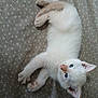 Aspen is registered to the contest to win money with this photo: kitten, cat, blue_eyes, white_fur, lying_down, cute, pet, animal, feline, soft, paws, young, curious, indoor, resting, close_up, fur, small, adorable, sleepy