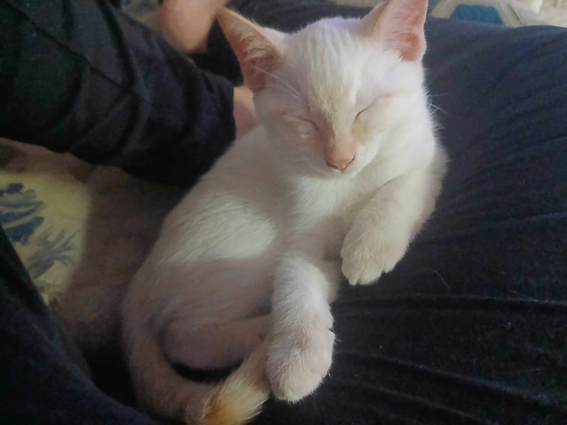 Aspen joined the competition — help win amazing prizes! cat, kitten, white_cat, sleeping, resting, paw, fur, animal, pet, cozy, cute, indoor, closeup, relaxing, soft_light, domestic, feline, curled_up, quiet, peaceful