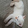 Aspen joined the competition — help win amazing prizes! kitten, cat, white_fur, blue_eyes, pet, animal, cute, lying_down, fur, small, young, indoor, curious, relaxed, whiskers, ears, paw, soft, sleepy, companion