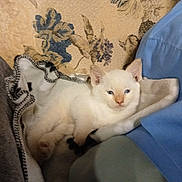 Aspen joined the competition — help win amazing prizes! kitten, cat, white_cat, blue_eyes, blanket, cushion, floral_pattern, indoor, pet, resting, soft_texture, cozy, young_animal, feline, cute, small, domestic_animal, fur, relaxing, home