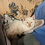 kitten, cat, white_cat, blue_eyes, blanket, cushion, floral_pattern, indoor, pet, resting, soft_texture, cozy, young_animal, feline, cute, small, domestic_animal, fur, relaxing, home