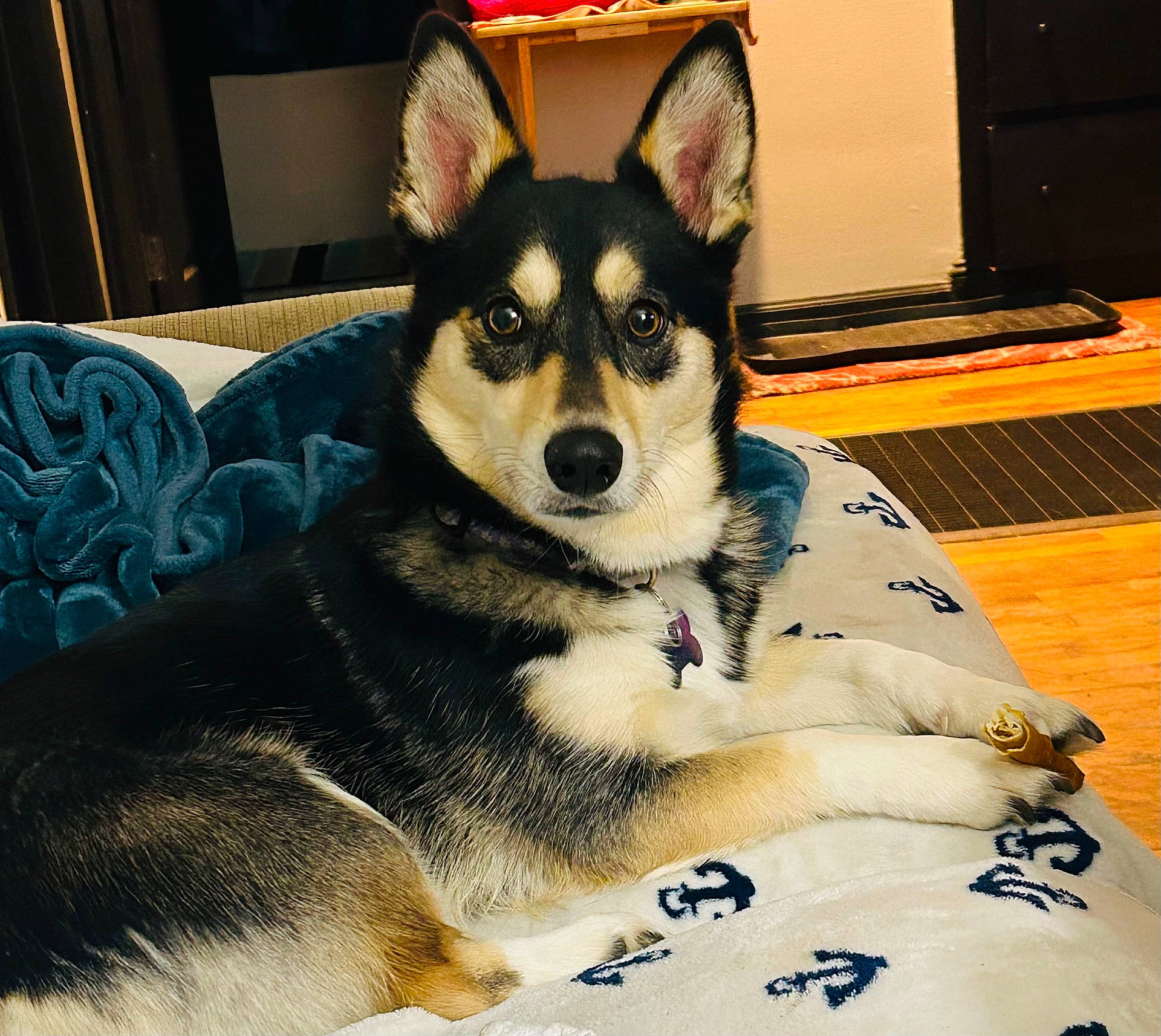 Dolly is registered to the contest to win money with this photo: animal, ball, bed, bedroom, blanket, canine, couch, cushion, dog, dogbed, furniture, germanshepherd, homedecor, husky, indoors, interiordesign, pet, puppy, room, sport
