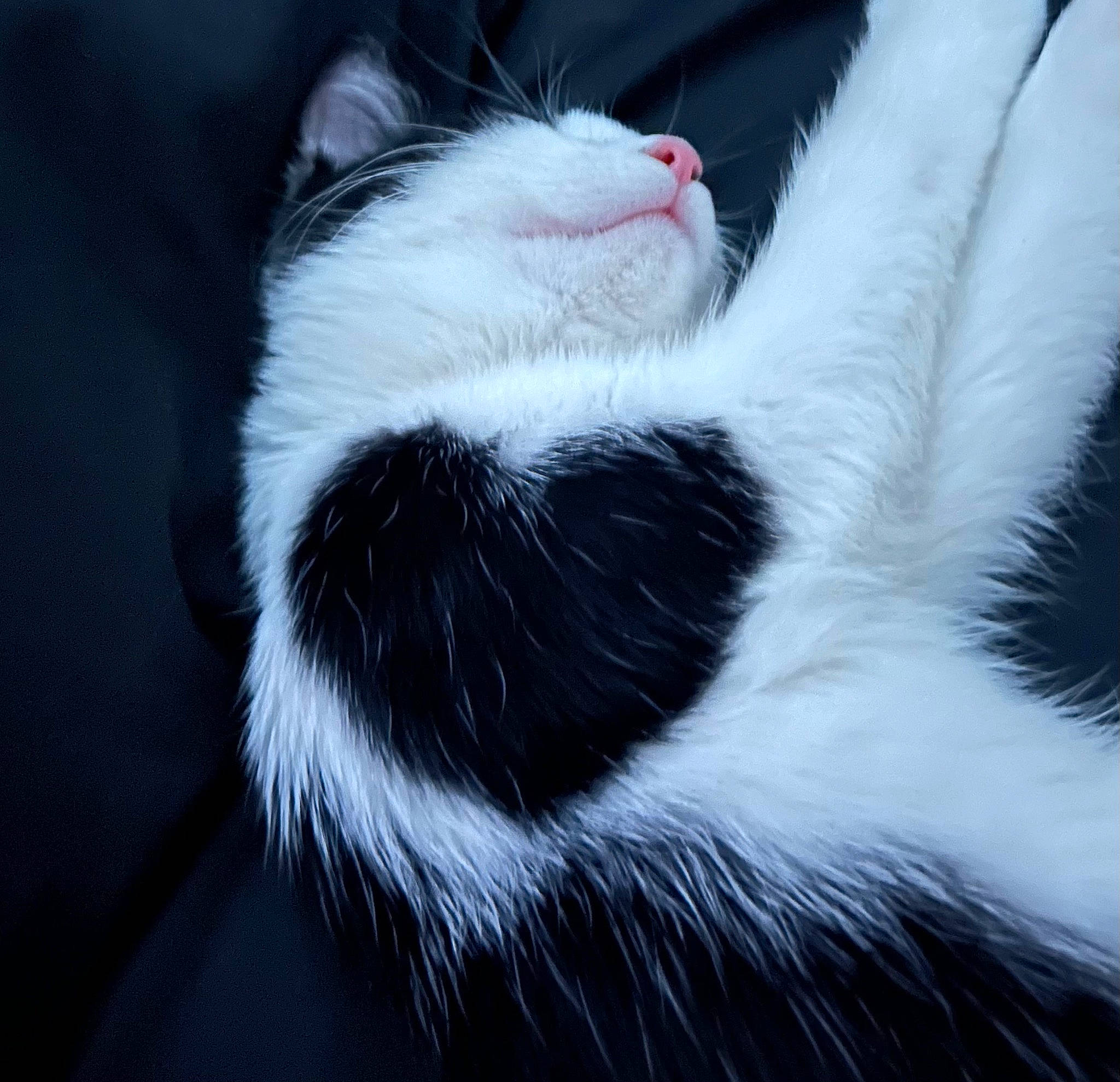 Mootwo Cowpurrnicus