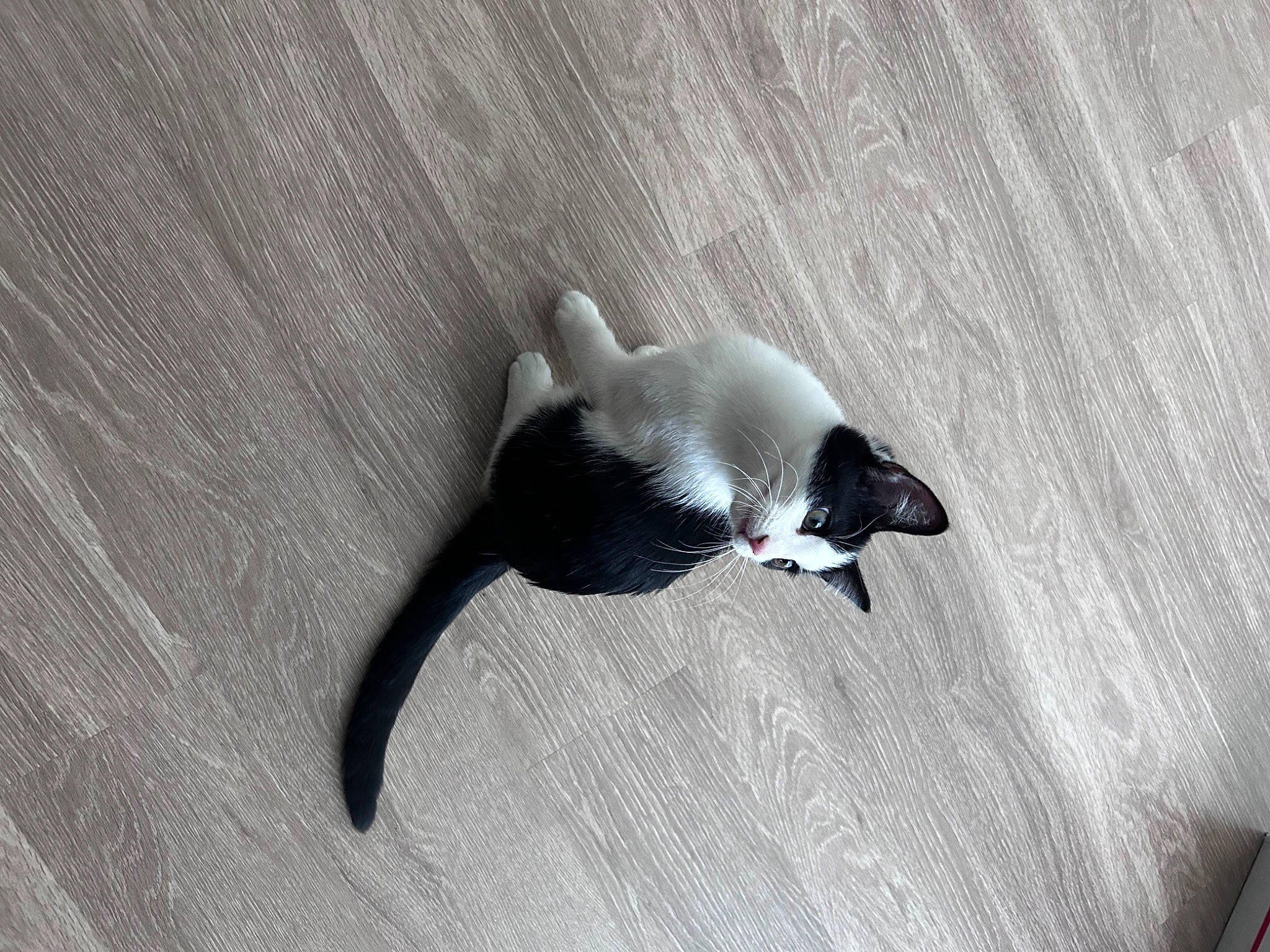 Mootwo Cowpurrnicus is registered to the contest to win money with this photo: boston_terrier, canidae, carnivore, cat, comfort, companion_dog, dog_breed, felidae, flooring, grey, hardwood, monochrome, monochrome_photography, paw, shadow, small_to_medium_sized_cats, sporting_group, tail, whiskers, wood
