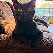 Onix joined the competition — help win amazing prizes! black_cat, cat, pet, indoor, couch, sunlight, window, furniture, animal, whiskers, orange_eyes, relaxing, cozy, texture, home, portrait, domestic_cat, looking, sitting, feline