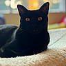 Onix is registered to the contest to win money with this photo: black_cat, cat, pet, animal, feline, indoor, blanket, orange_eyes, soft_light, window, cozy, resting, whiskers, close_up, portrait, domestic_cat, relaxed, fur, bedroom, warm_light
