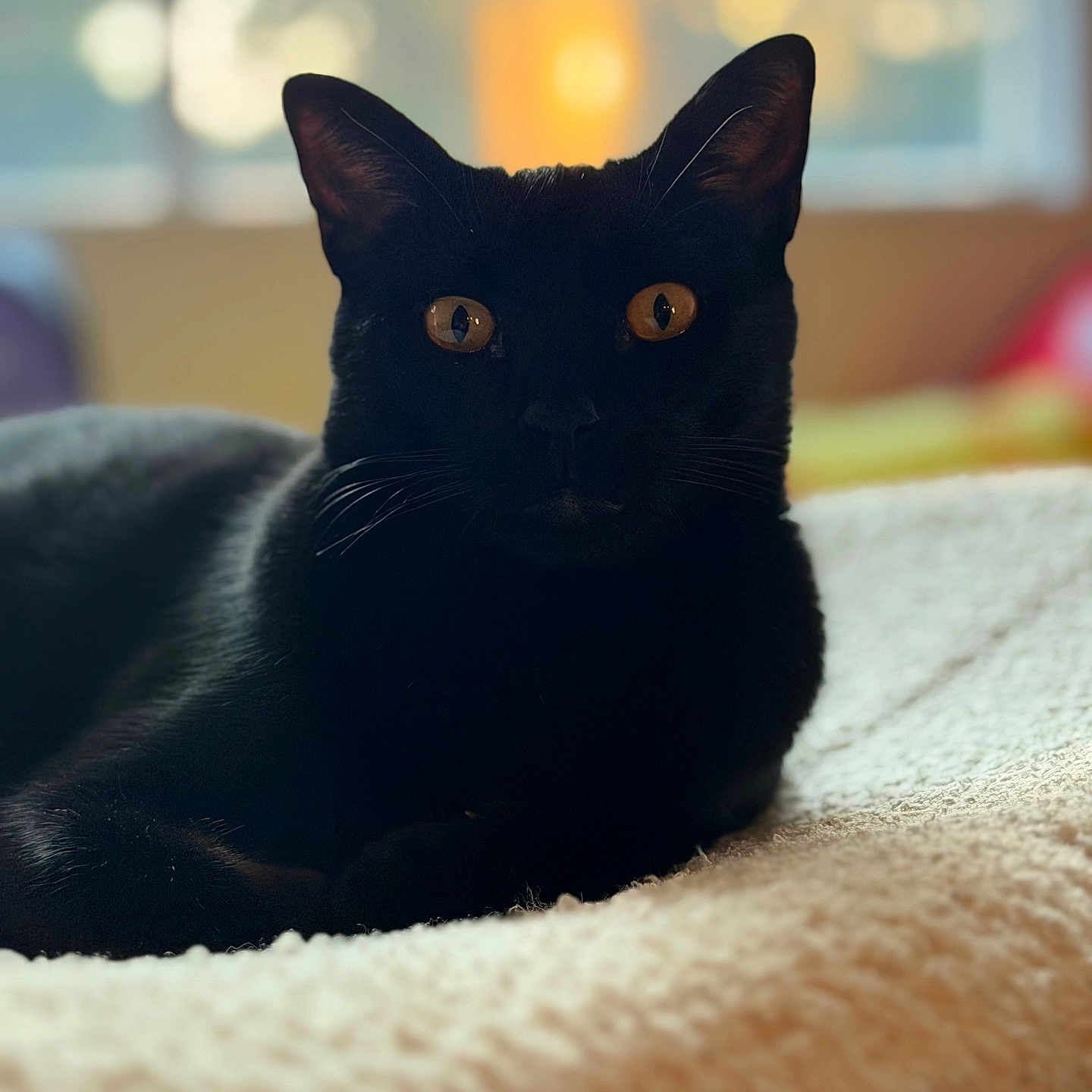 Onix is registered to the contest to win money with this photo: black_cat, cat, pet, animal, feline, indoor, blanket, orange_eyes, soft_light, window, cozy, resting, whiskers, close_up, portrait, domestic_cat, relaxed, fur, bedroom, warm_light