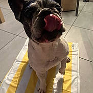 Oston a rejoint le concours — aidez-le/la à gagner de superbes lots ! dog, french_bulldog, pet, tongue_out, indoor, tile_floor, mat, striped_mat, playful, cute, animal, mammal, sitting, close_up, black_and_white, looking_up, paw, ear, snout, whiskers