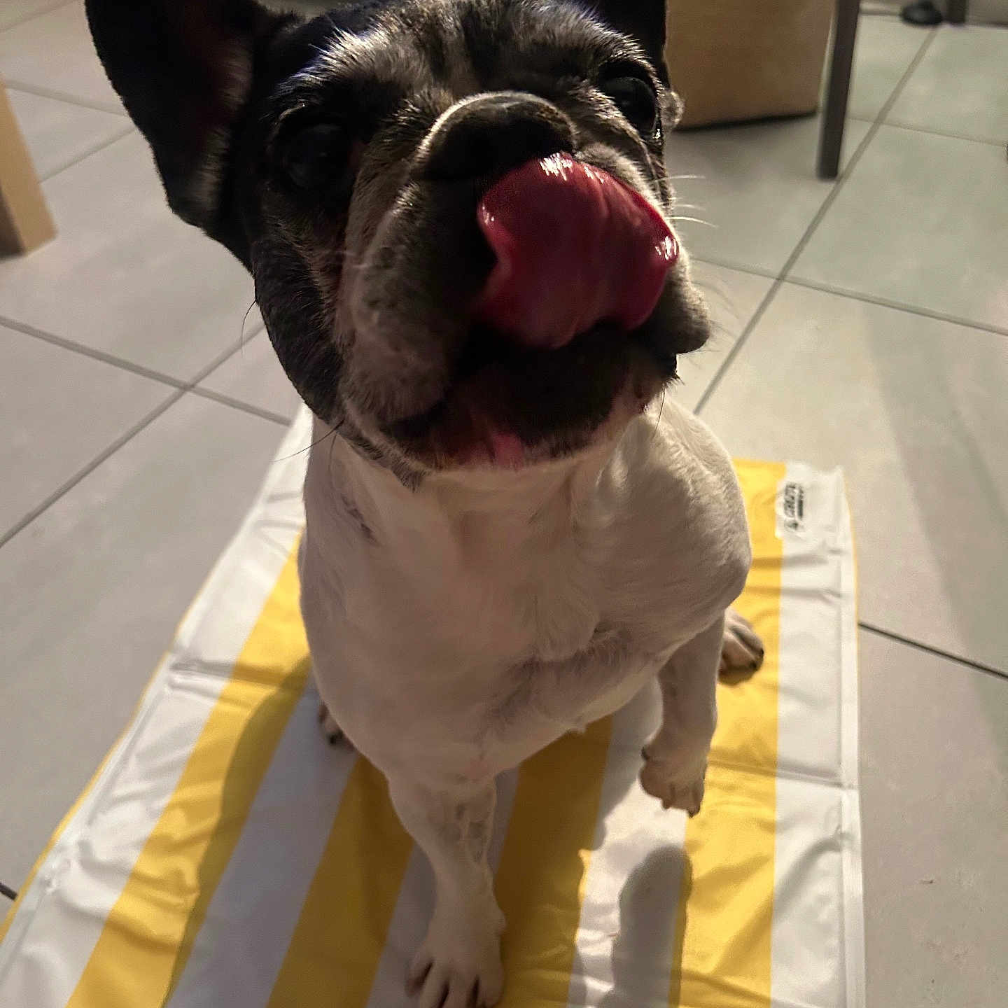 Oston a rejoint le concours — aidez-le/la à gagner de superbes lots ! dog, french_bulldog, pet, tongue_out, indoor, tile_floor, mat, striped_mat, playful, cute, animal, mammal, sitting, close_up, black_and_white, looking_up, paw, ear, snout, whiskers
